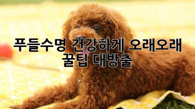 푸들수명🐩 건강하게 오래오래! 꿀팁 대방출🍯